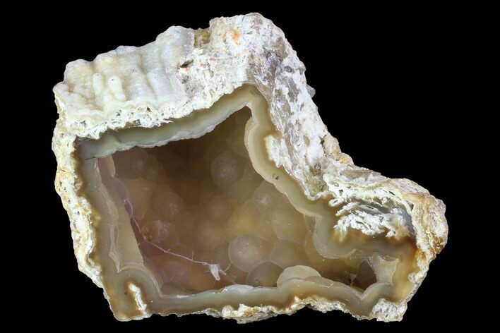 Agatized Fossil Coral Geode - Florida #90222
